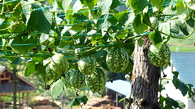 �����(zh��n)�����p�ϡ����ؾG�ⰻȻ ���w�Nֲ�x�ܮa(ch��n)�I(y��)�d��